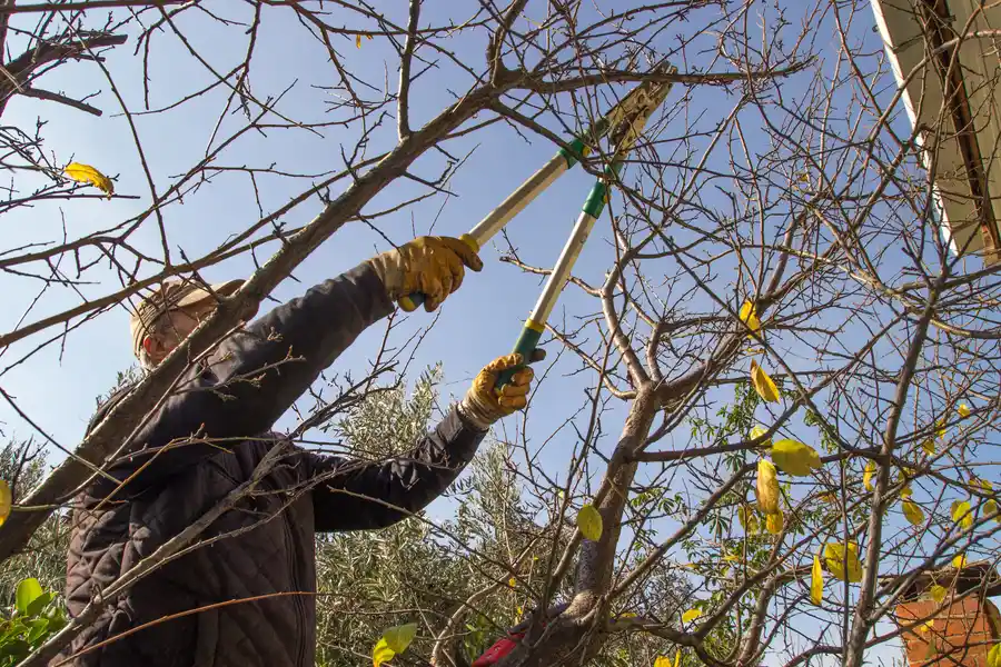 Affordable Tree Trimming Kinston, NC Affordable Tree Trimming Kinston, NC