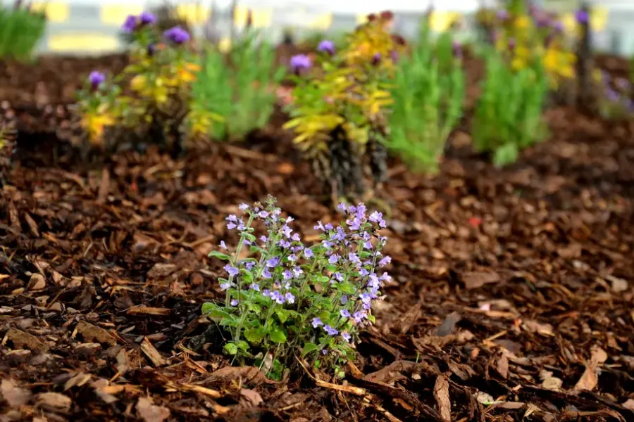 Benefits Of Mulching For Weed Control And Moisture Retention Kinston, NC Benefits Of Mulching For Weed Control And Moisture Retention Kinston, NC