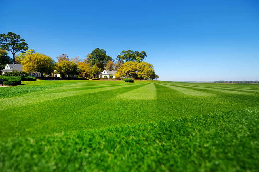 Effective Weed Control Techniques By Lawn Care Specialists in Kinston, NC Effective Weed Control Techniques By Lawn Care Specialists in Kinston, NC