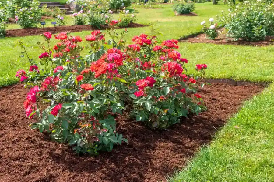 How To Choose The Right Mulch For Your Landscape Needs Kinston, NC How To Choose The Right Mulch For Your Landscape Needs Kinston, NC