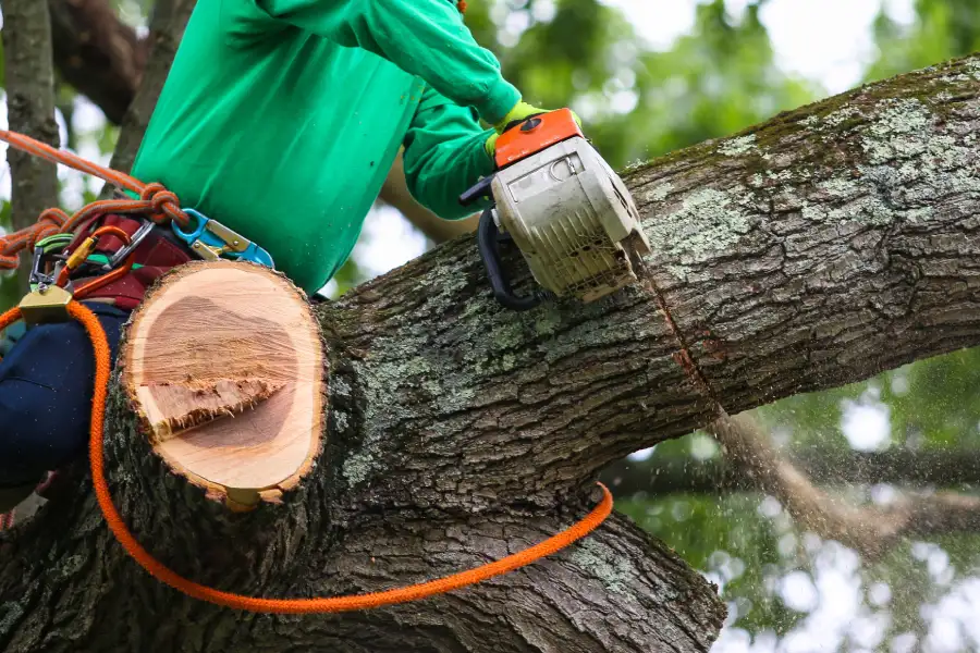 Professional Tree Trimming Kinston, NC Professional Tree Trimming Kinston, NC