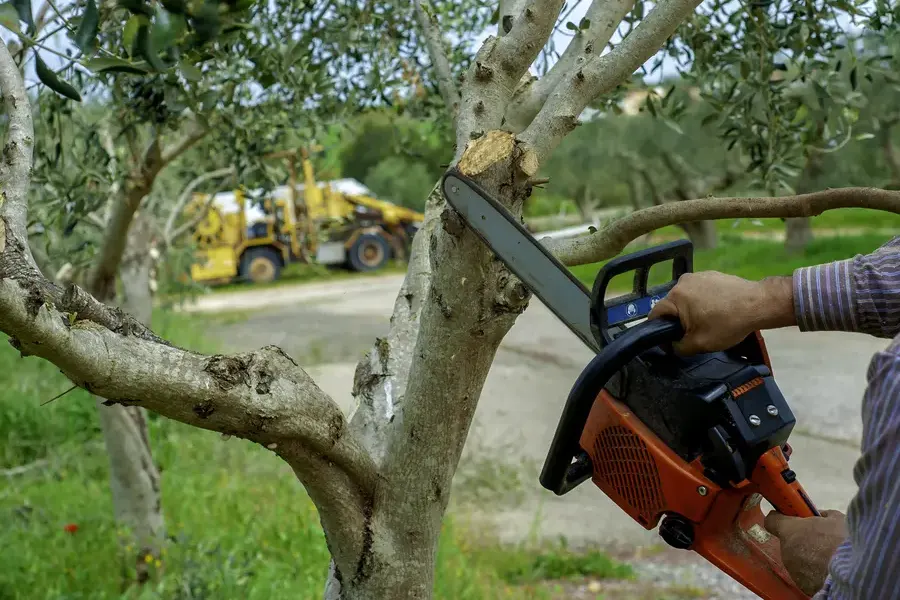 Top-rated Tree Trimming Kinston, NC Top-rated Tree Trimming Kinston, NC